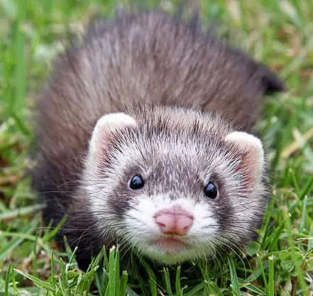 Garde domicile vacances week-end animal lapin chat furet chien cheval 
