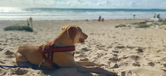 Pension garde maison chien vacances garderie journée nuit morbihan auray